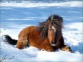 /album/galerie-photos/shetland-dans-la-neige-jpg/